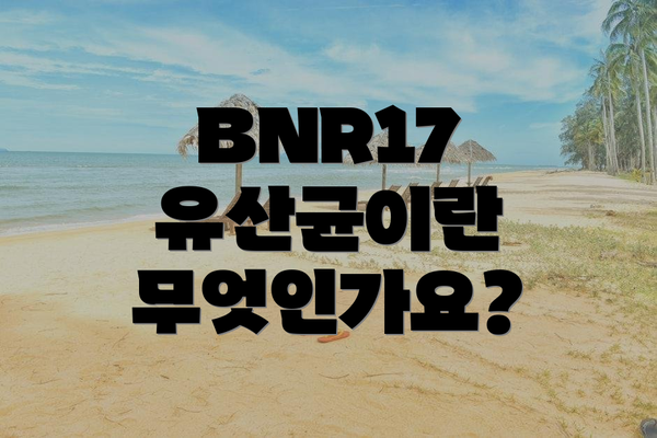 BNR17 유산균이란 무엇인가요?