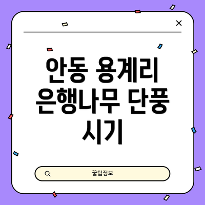 안동 용계리 은행나무 단풍 시기